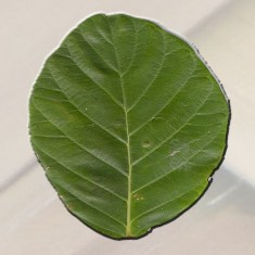 leaf_small